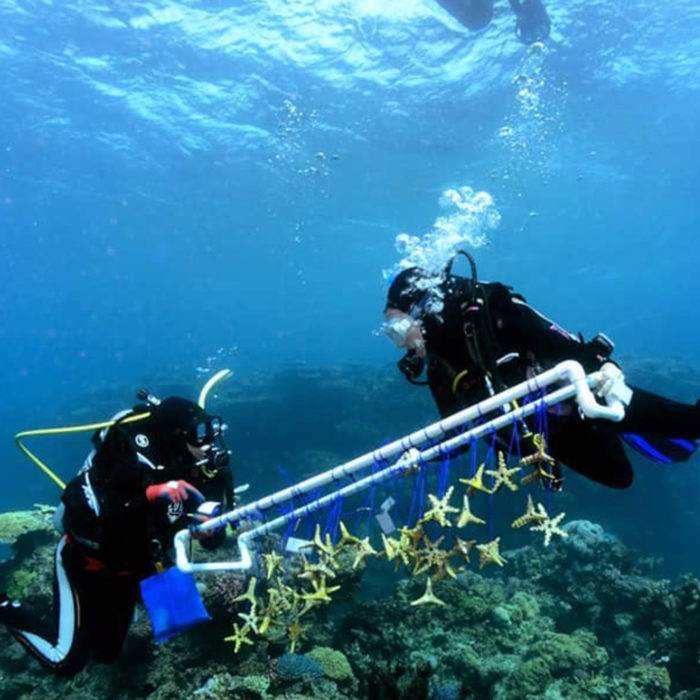 Coral Reef Seeding Units